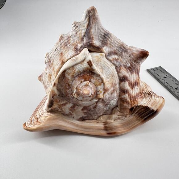 Vintage Striped Cassis Tuberosa - King Helmet Sea Snail Shell - Picture 9 of 10